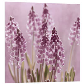 Foam board print Grape Hyacinths in the Backlight