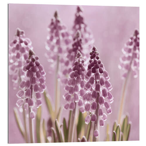 Gallery print Grape Hyacinths in the Backlight