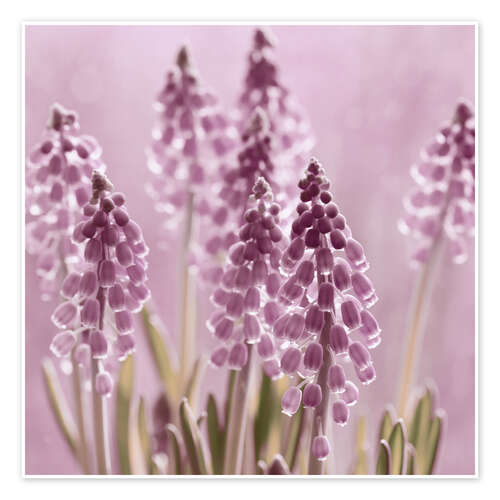 Póster Grape Hyacinths in the Backlight