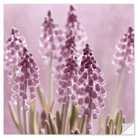 Vinilo para la pared Grape Hyacinths in the Backlight