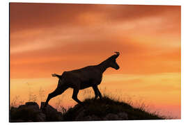 Aluminium print Chamois at Sunrise