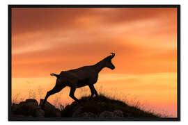 Gerahmter Kunstdruck Gämse bei Sonnenaufgang