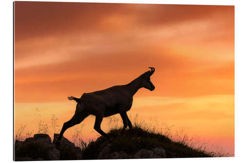 Gallery print Chamois at Sunrise