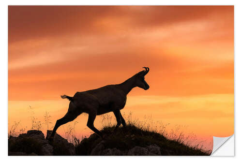 Sticker mural Chamois at sunrise