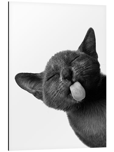 Aluminium print Funny Black Cat