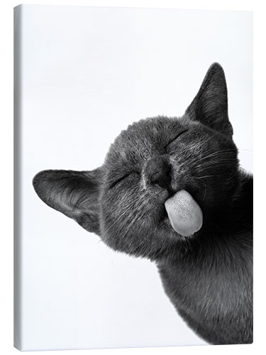 Canvas print Funny Black Cat