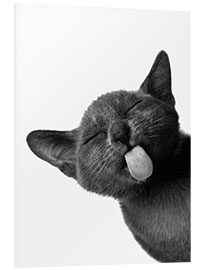 Foam board print Funny Black Cat