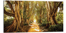 Aluminium print Sunlit Forest Path