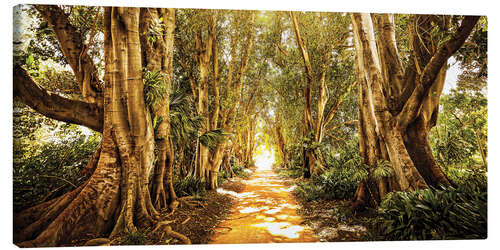 Canvastavla Sunlit Forest Path