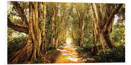 Foam board print Sunlit Forest Path