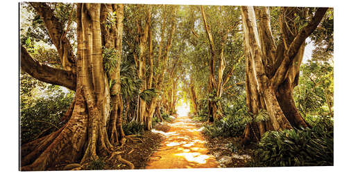 Gallery print Sunlit Forest Path