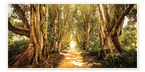 Plakat Sunlit Forest Path