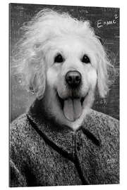 Galleritryk Einstein Dog