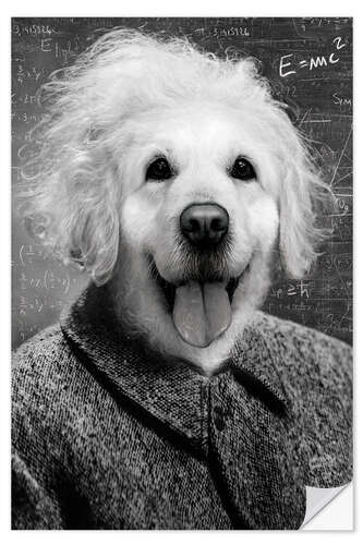 Wandsticker Hund Einstein