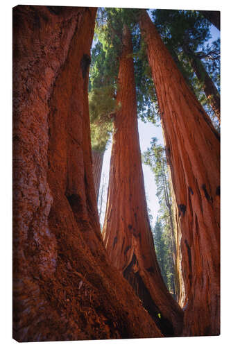 Canvas print Red Giant Sequoias, California