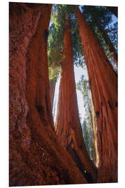 Foam board print Red Giant Sequoias, California