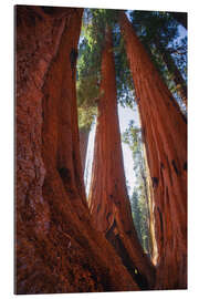 Gallery print Red Giant Sequoias, California