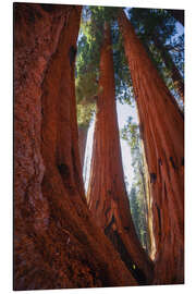 Magnettafel Rote Riesenmammutbäume, Kalifornien