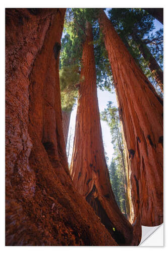 Sticker mural Red Giant Sequoias, California