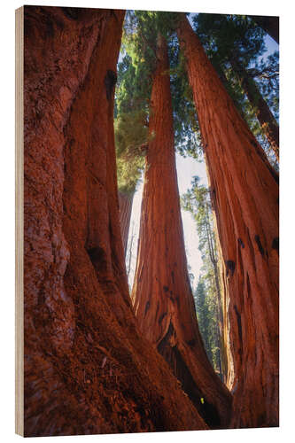 Wood print Red Giant Sequoias, California