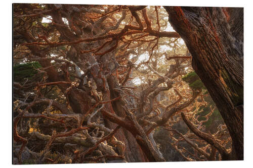 Tableau en aluminium Red Moss On Cypress Trees, USA