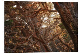 Foam board print Red Moss On Cypress Trees, USA