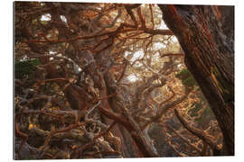 Tableau en plexi-alu Red Moss On Cypress Trees, USA