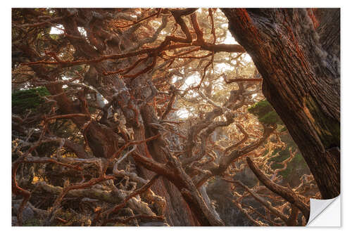 Selvklebende plakat Red Moss On Cypress Trees, USA