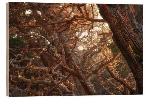 Wood print Red Moss On Cypress Trees, USA