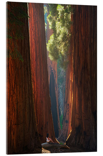 Acrylglasbild Sonnenlicht in Sequoia Park, Kalifornien