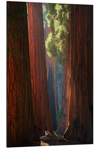 Stampa su alluminio Beautiful Light at Sequoia Park, California