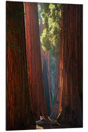 Aluminium print Beautiful Light at Sequoia Park, California