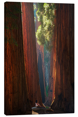 Stampa su tela Beautiful Light at Sequoia Park, California