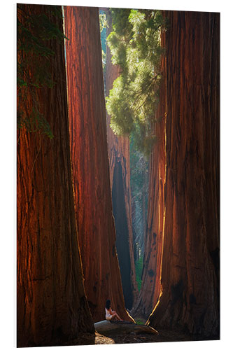 Foam board print Beautiful Light at Sequoia Park, California