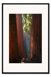 Gerahmter Kunstdruck Sonnenlicht in Sequoia Park, Kalifornien