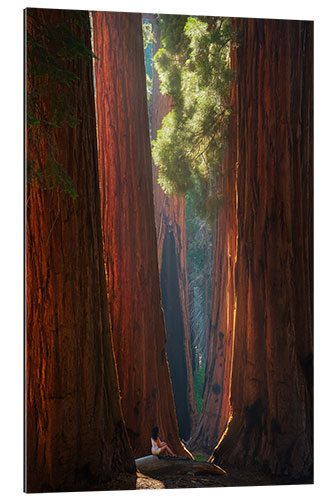 Gallery print Beautiful Light at Sequoia Park, California