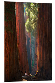 Gallery print Beautiful Light at Sequoia Park, California