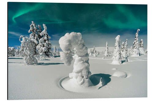 Cuadro de aluminio Spruce Trees Under the Northern Lights, Pallas, Finland