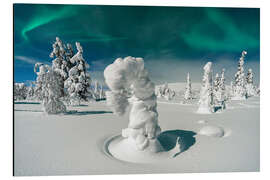 Aluminiumtavla Spruce Trees Under the Northern Lights, Pallas, Finland