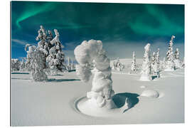 Gallery print Spruce Trees Under the Northern Lights, Pallas, Finland