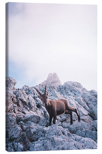 Leinwandbild Steinbock am Watzmann