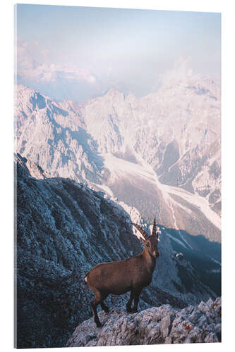 Acrylglasbild Der Steinbock, König der Berge