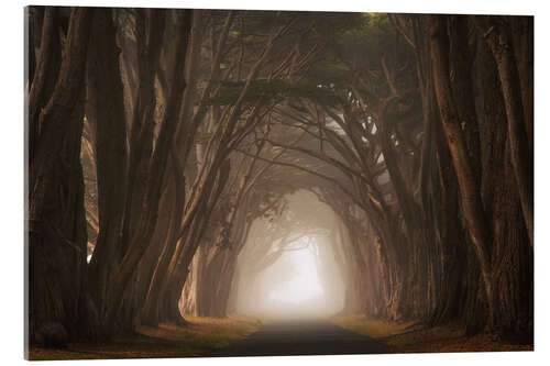 Cuadro de metacrilato Cypress tree tunnel, California I