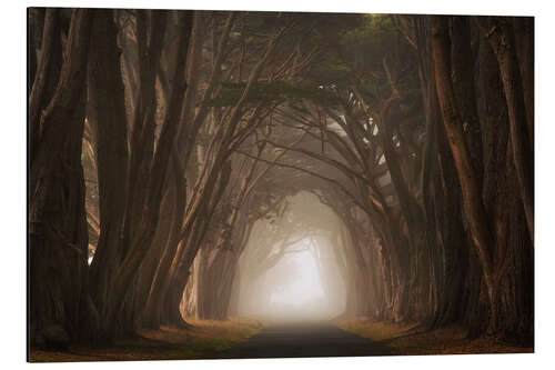 Tableau en aluminium Cypress tree tunnel, California I