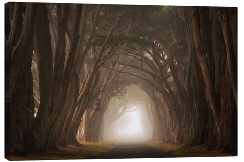 Canvas print Cypress tree tunnel, California I