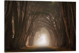 Cuadro de plexi-alu Cypress tree tunnel, California I