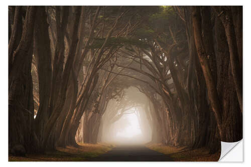 Sticker mural Cypress tree tunnel, California I