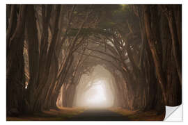 Adesivo murale Cypress tree tunnel, California I