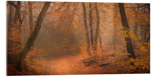 Akrylbilde Woodland near Oisterwijk, Netherlands