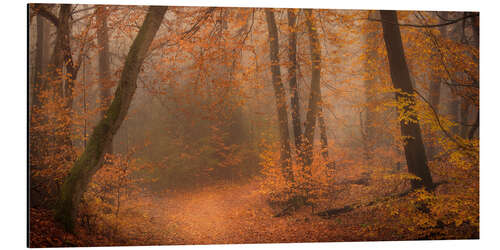 Aluminium print Woodland near Oisterwijk, Netherlands